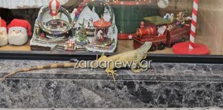 Χανιά: Ιγκουάνα έκανε βόλτες στο κέντρο της πόλης – Σταμάτησε σε βιτρίνα με χριστουγεννιάτικα 1000 5b59a327 b98f 4e74 bda9 822f335b2e82