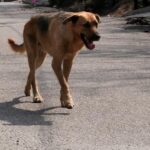 1000 80d3a097 2eb1 4829 832a b7a098e3c01e