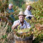 Η Kουμανδαρία στον Κατάλογο Άυλης Πολιτιστικής Κληρονομιάς UNESCO 10122025 Yf. Politismou