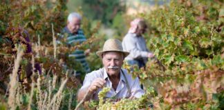 Η Kουμανδαρία στον Κατάλογο Άυλης Πολιτιστικής Κληρονομιάς UNESCO 10122025 Yf. Politismou