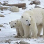 Οι πολικές αρκούδες «αλλάζουν» το DNA τους για να προσαρμοστούν στην κλιματική αλλαγή 622898 696x435 (1)