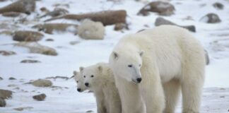 Οι πολικές αρκούδες «αλλάζουν» το DNA τους για να προσαρμοστούν στην κλιματική αλλαγή 622898 696x435 (1)