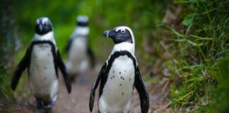 Λιμός απειλεί με εξαφάνιση τους πιγκουίνους της Νότιας Αφρικής 996635 696x464