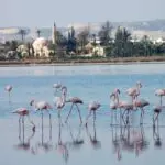Έφτασαν τα πρώτα φλαμίνγκο στη Λάρνακα – Mειώνεται ο πληθυσμός τους προειδοποιούν οι ειδικοί Flamingko larnaka 1068x710