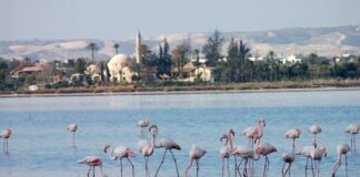 Έφτασαν τα πρώτα φλαμίνγκο στη Λάρνακα – Mειώνεται ο πληθυσμός τους προειδοποιούν οι ειδικοί Flamingko larnaka 1068x710