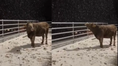 Αγελάδα «λιώνει» το διαδίκτυο με την πρώτη της επαφή με το χιόνι Agelada