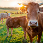 Ανακοινώθηκαν κρούσματα αφθώδους πυρετού σε αγελάδες στα κατεχόμενα Agelades