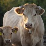 Δεν μεταδίδεται στον άνθρωπο ο αφθώδης πυρετός διευκρινίζουν οι Κτηνιατρικές Υπηρεσίες Agelades.21.4