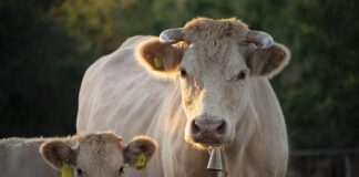 Δεν μεταδίδεται στον άνθρωπο ο αφθώδης πυρετός διευκρινίζουν οι Κτηνιατρικές Υπηρεσίες Agelades.21.4