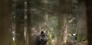 Θεσσαλονίκη: Ευρεία σύσκεψη για την παρουσία αγριογούρουνων και λύκων σε οικισμούς Agriogourouno shutterstock.jpg