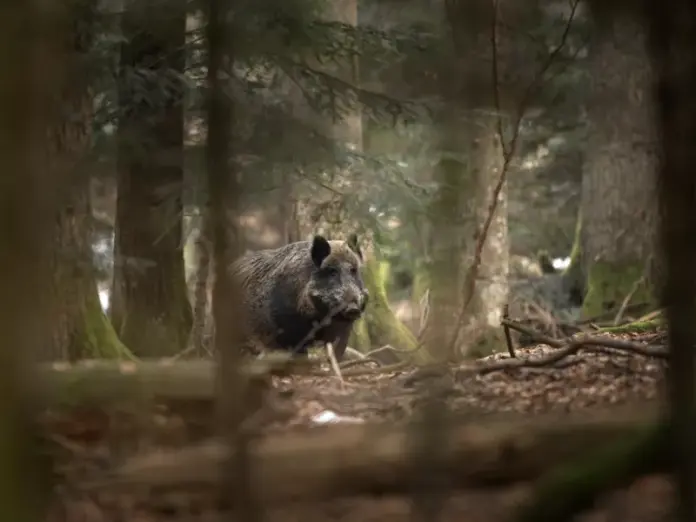 Agriogourouno shutterstock.jpg