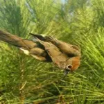 Ampelopoulia dixtia e1493151749504 thumb