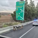 Autokinitodromo skyloi