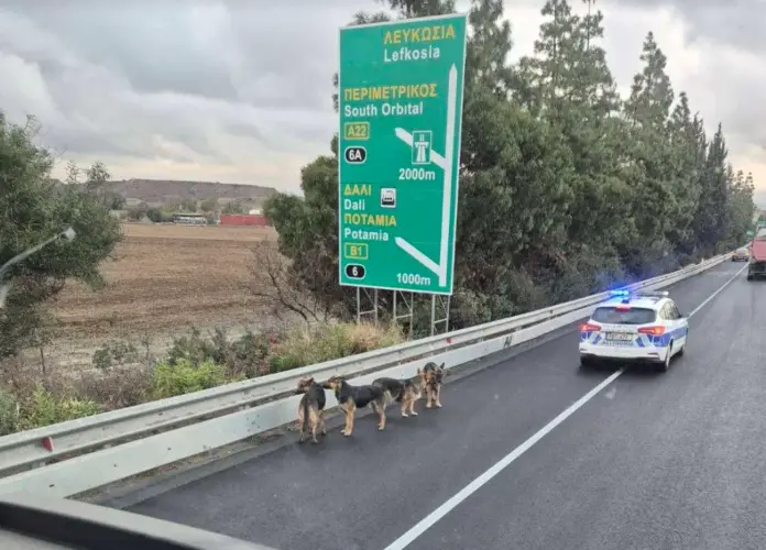 Autokinitodromo skyloi