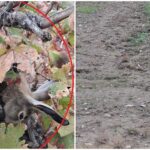 Cache 1300x500 Analog medium 1369061 628080 25 12 22