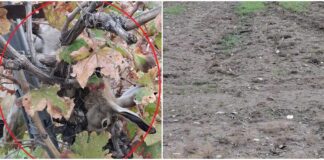 Υπόθεση λαθροθηρίας λαγών με εμπλοκή εργαζομένων του Τμ. Δασών καταγγέλλει η Υπηρεσία Θήρας (ΦΩΤΟΓΡΑΦΙΕΣ) Cache 1300x500 Analog medium 1369061 628080 25 12 22