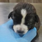 Cache 1300x500 Analog medium 1370984 203450 25 12 29