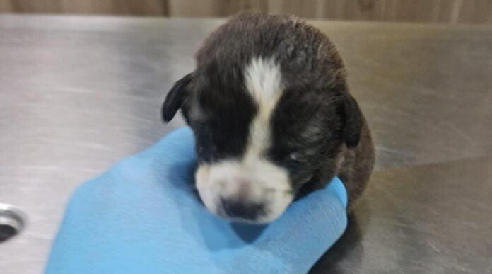 Cache 1300x500 Analog medium 1370984 203450 25 12 29