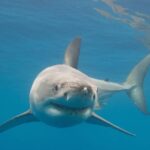 Lefkos karharias 696x466