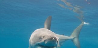 Στο χείλος της εξαφάνισης ο μεγάλος λευκός καρχαρίας στη Μεσόγειο Lefkos karharias 696x466