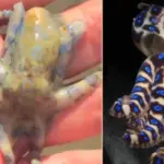 ΒΙΝΤΕΟ: Τουρίστας κρατούσε με γυμνά χέρια ένα από τα πιο δηλητηριώδη πλάσματα της γης χωρίς να το ξέρει Octopus