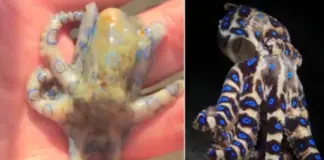 ΒΙΝΤΕΟ: Τουρίστας κρατούσε με γυμνά χέρια ένα από τα πιο δηλητηριώδη πλάσματα της γης χωρίς να το ξέρει Octopus