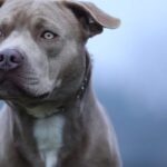 Είναι τα Pit Bulls τα πιο επικίνδυνα σκυλιά; Όσα πρέπει να γνωρίζετε Pitbul 696x464