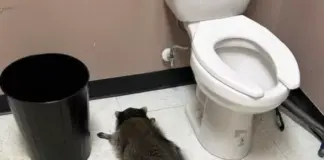 Ρακούν έκανε διάρρηξη σε κάβα, κατέβασε μπουκάλια με ουίσκι και λιποθύμησε στο μπάνιο Rakounap.png