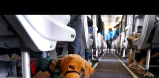 Τα μάτια που βλέπουν με την καρδιά: Η δύναμη των σκύλων – οδηγών 360222