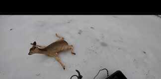 Εκατοντάδες ζαρκάδια διασώθηκαν από παγωμένες λίμνες στη Σιβηρία 360694