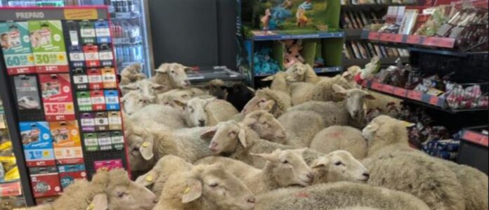 1000 baeafb1e 0952 4460 b725 0889e1bd6cbf