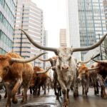 Εθνική Έκθεση Δυτικών Κτηνοτροφικών Προϊόντων στο Ντένβερ του Κολοράντο Screenshot 2026 01 12