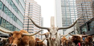 Εθνική Έκθεση Δυτικών Κτηνοτροφικών Προϊόντων στο Ντένβερ του Κολοράντο Screenshot 2026 01 12