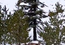 Μαγική στιγμή: Οικογένεια αγρινών στο λευκό τοπίο του Τροόδους Screenshot 2026 01 22