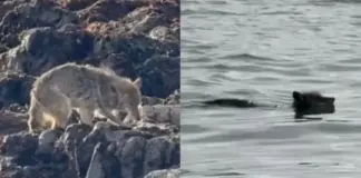 Κολύμπησε μέχρι το Αλκατράζ και… πάχυνε: Το κογιότ που βρήκε τον παράδεισό του Coyote alcatraz