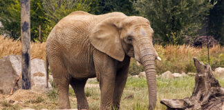 Eλέφαντας – φονιάς στην Ινδία έχει σκοτώσει 20 άτομα σε εννέα ημέρες – Ανάμεσά τους και έναν πατέρα με τα παιδιά του 6 και 8 ετών Elephant xr