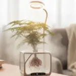 Glastra toy mellontos