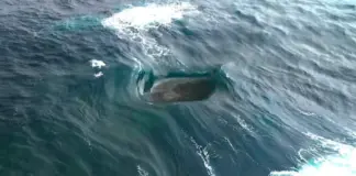 Το πιο σπάνιο κύμα του κόσμου Kimata aystralia