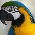 ΒΙΝΤΕΟ: Χάθηκε παπαγάλος με βρετανική προφορά – Εμφανίστηκε μετά από 4 χρόνια μιλώντας ισπανικά Papagalos