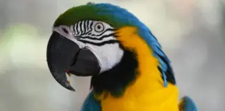 ΒΙΝΤΕΟ: Χάθηκε παπαγάλος με βρετανική προφορά – Εμφανίστηκε μετά από 4 χρόνια μιλώντας ισπανικά Papagalos