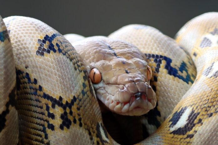 Pythonidae snake sleeping branch pythonidae snake closeup