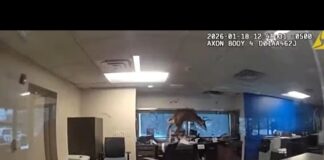 Βίντεο: ελάφι εισβάλλει από παράθυρο τράπεζας και ενεργοποιεί συναγερμό 368848