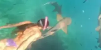 ΒΙΝΤΕΟ: Η στιγμή που καρχαρίας επιτίθεται σε γυναίκα ενώ κάνει κατάδυση στη Βραζιλία Shuntitled.png
