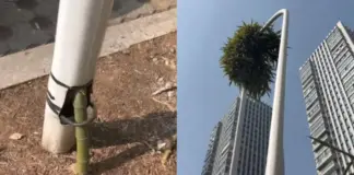 Το «ανυπότακτο» μπαμπού που φύτρωσε μέσα από μεταλλικό φανοστάτη Bamboo kina