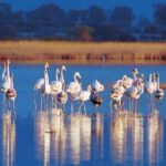 Οι υγρότοποι βρίσκονται υπό αυξανόμενη πίεση λέει η BirdLife Cyprus Igrotopos