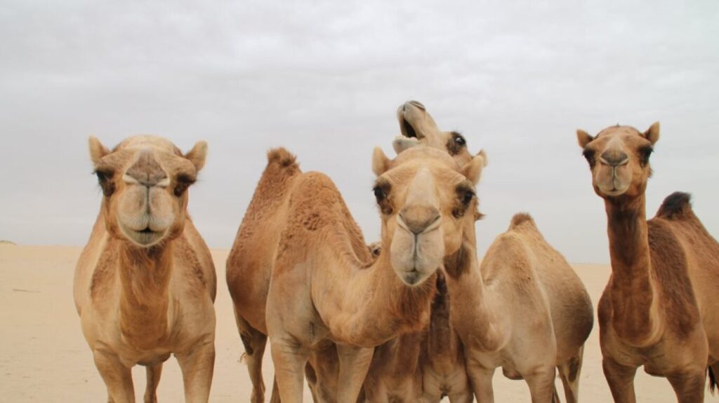 Διαβατήρια για καμήλες εκδίδει η Σαουδική Αραβία!
