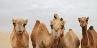 Διαβατήρια για καμήλες εκδίδει η Σαουδική Αραβία! Kamiles
