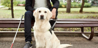 Στην Ολομέλεια προωθούνται προτάσεις για σκύλους βοηθούς και ηλικιωμένους οδηγούς Young,Sick,Man,With,Helpful,Guide,Dog,In,City,Streets,