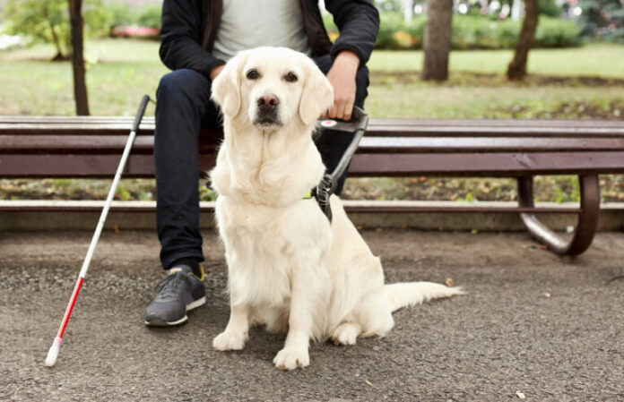 Young,Sick,Man,With,Helpful,Guide,Dog,In,City,Streets,