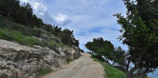 Έκλεισε ο δρόμος Ορκόντα – Πεδουλά λόγω πτώσης δέντρου